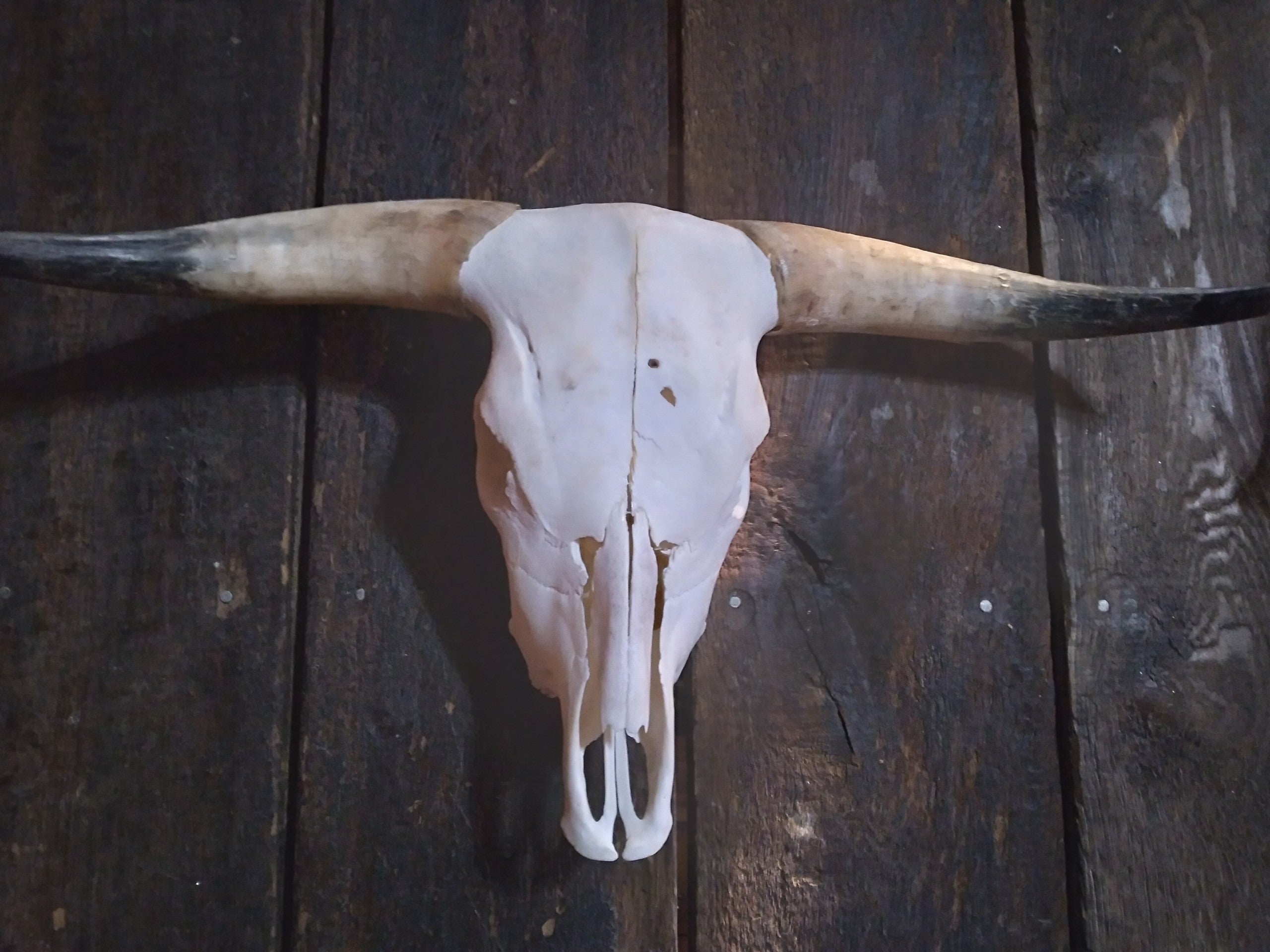 Longhorn Skull
